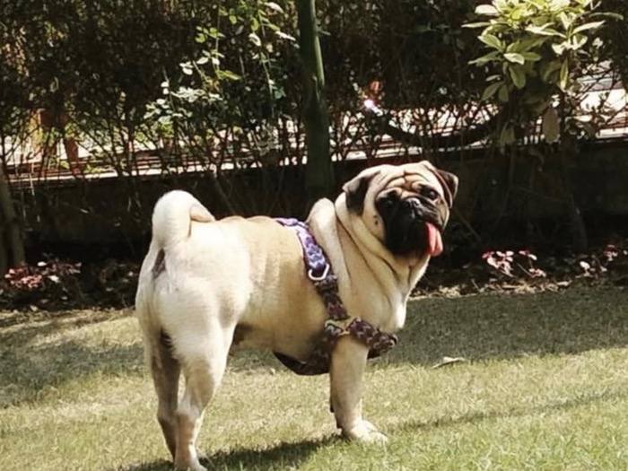 baalu - Pug | Petmeetly
