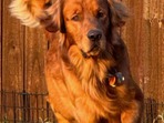 Ripplee - Golden Retriever | Petmeetly