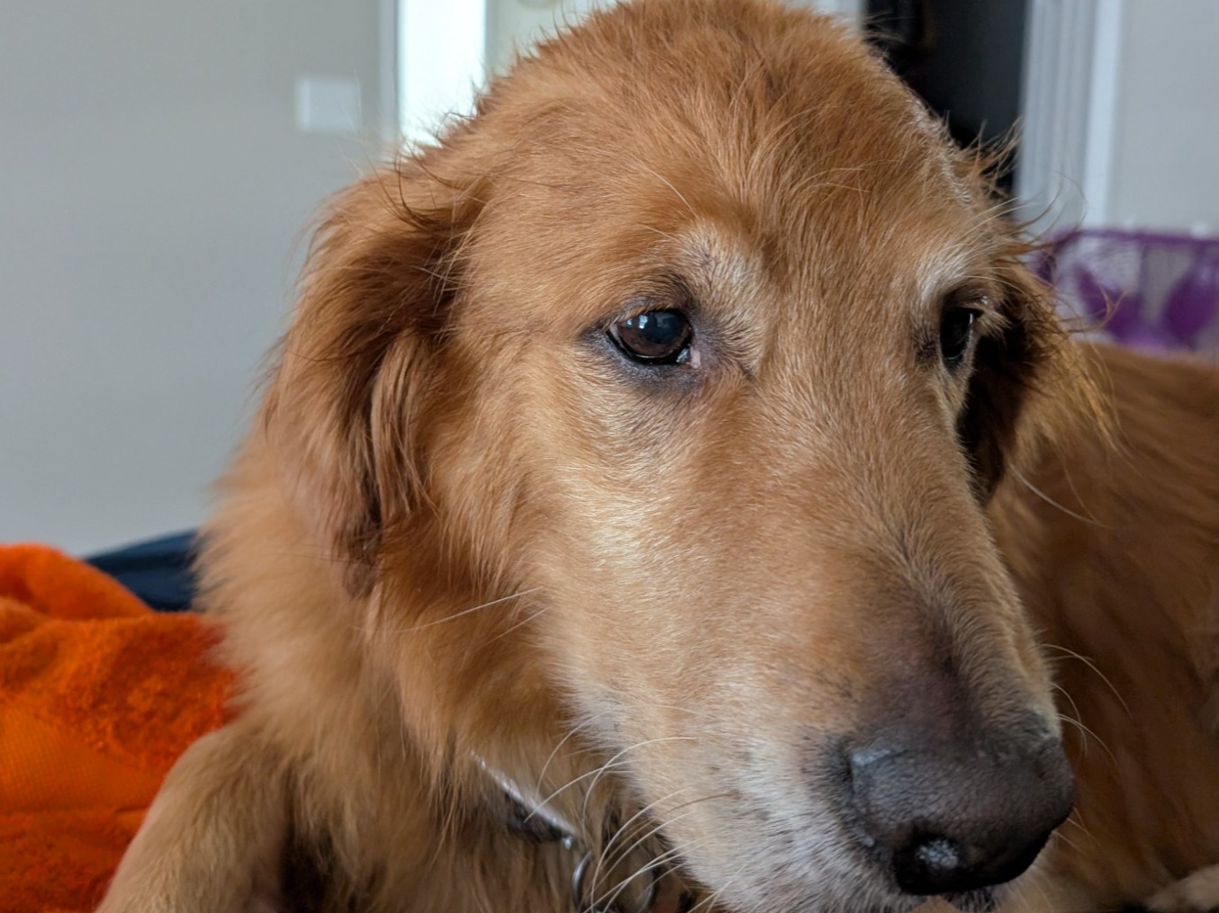 Miner - Golden Retriever | Petmeetly