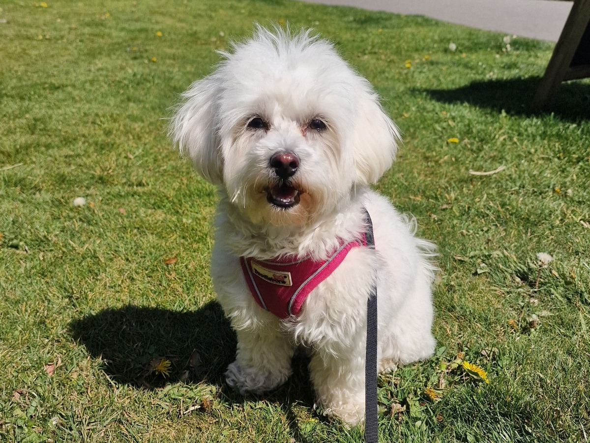 Savanna - Maltese | Petmeetly
