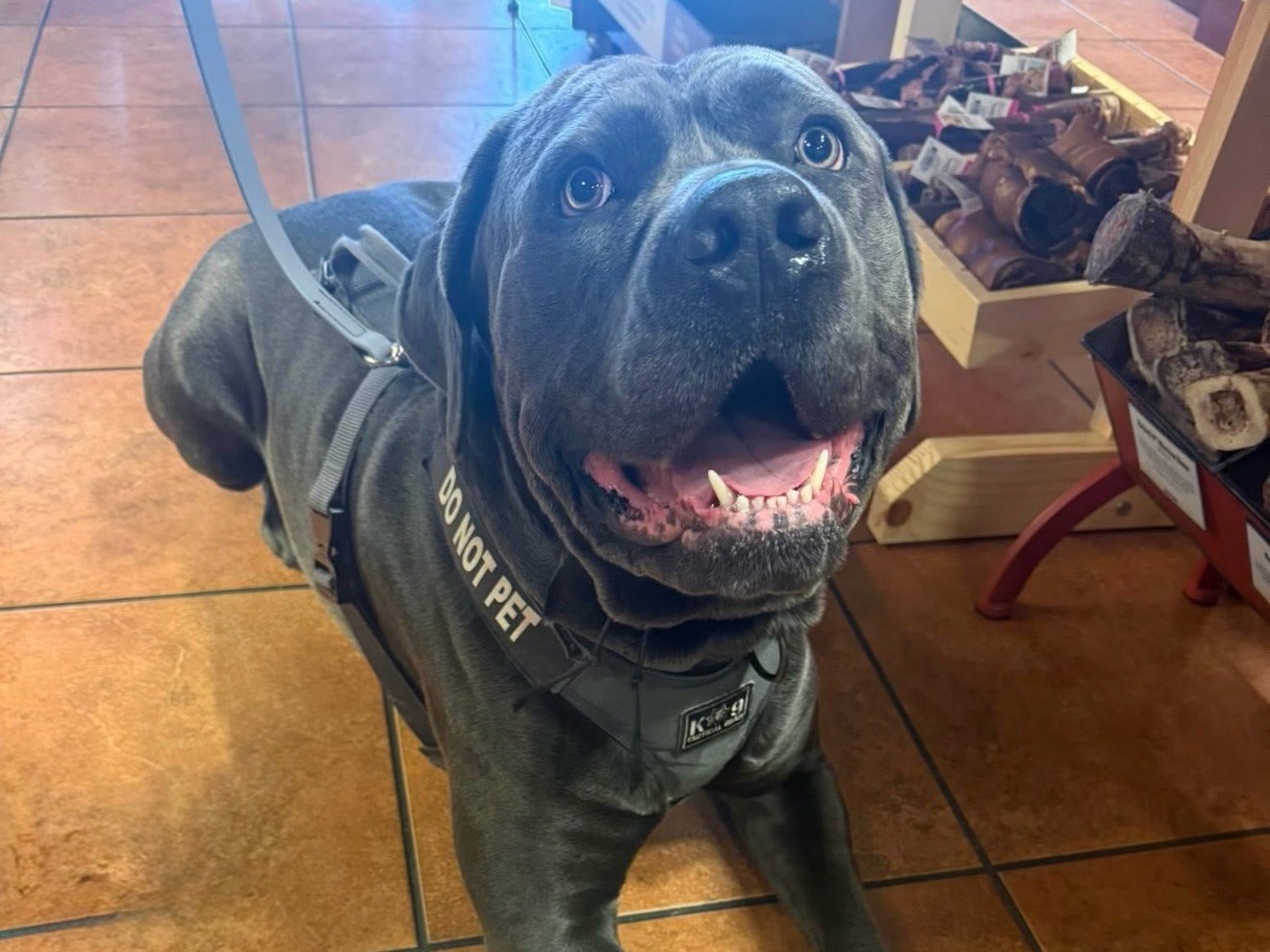 Bane - Cane Corso | Petmeetly