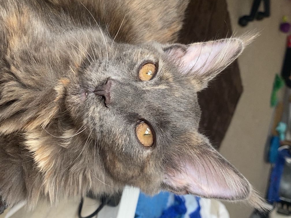 misty - Maine Coon | Petmeetly