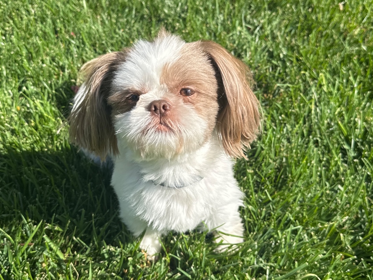 Rast - Shih Tzu | Petmeetly