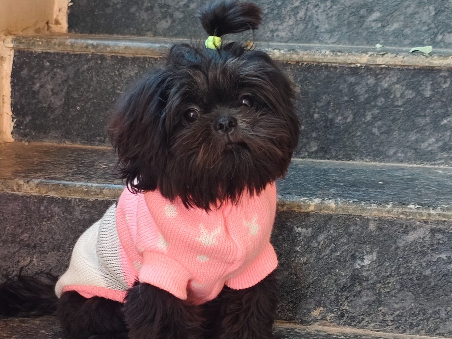 leo - Shih Tzu | Petmeetly