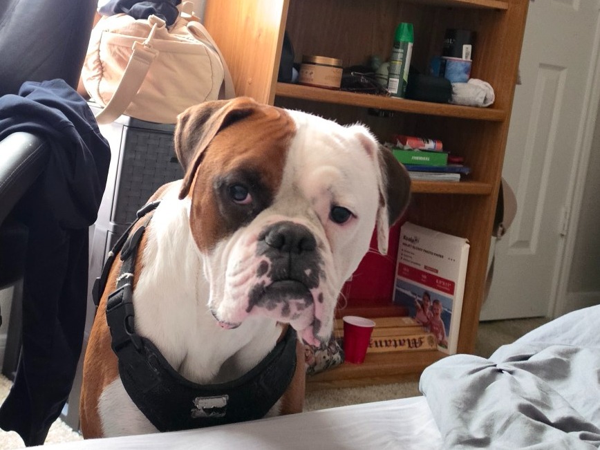 Theo - Boxer | Petmeetly