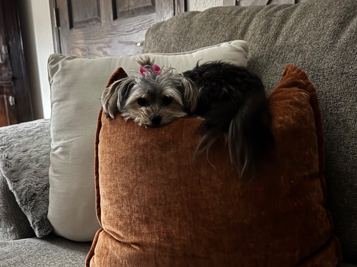 Gertrude - Maltese | Petmeetly