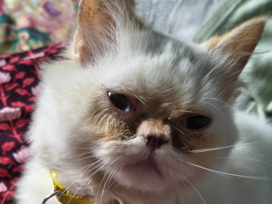 bebo - Persian | Petmeetly