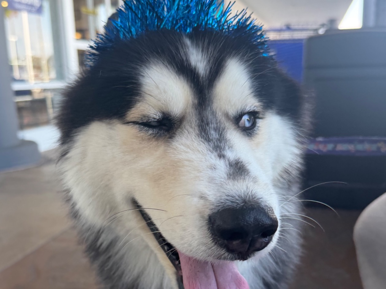 Rambo - Husky | Petmeetly