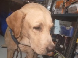 buddy