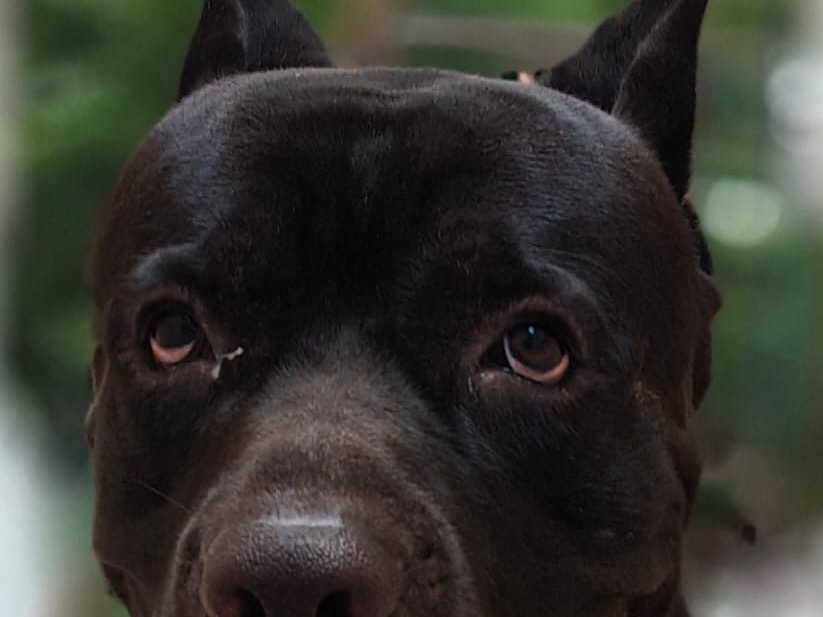 Thanos - Cane Corso | Petmeetly