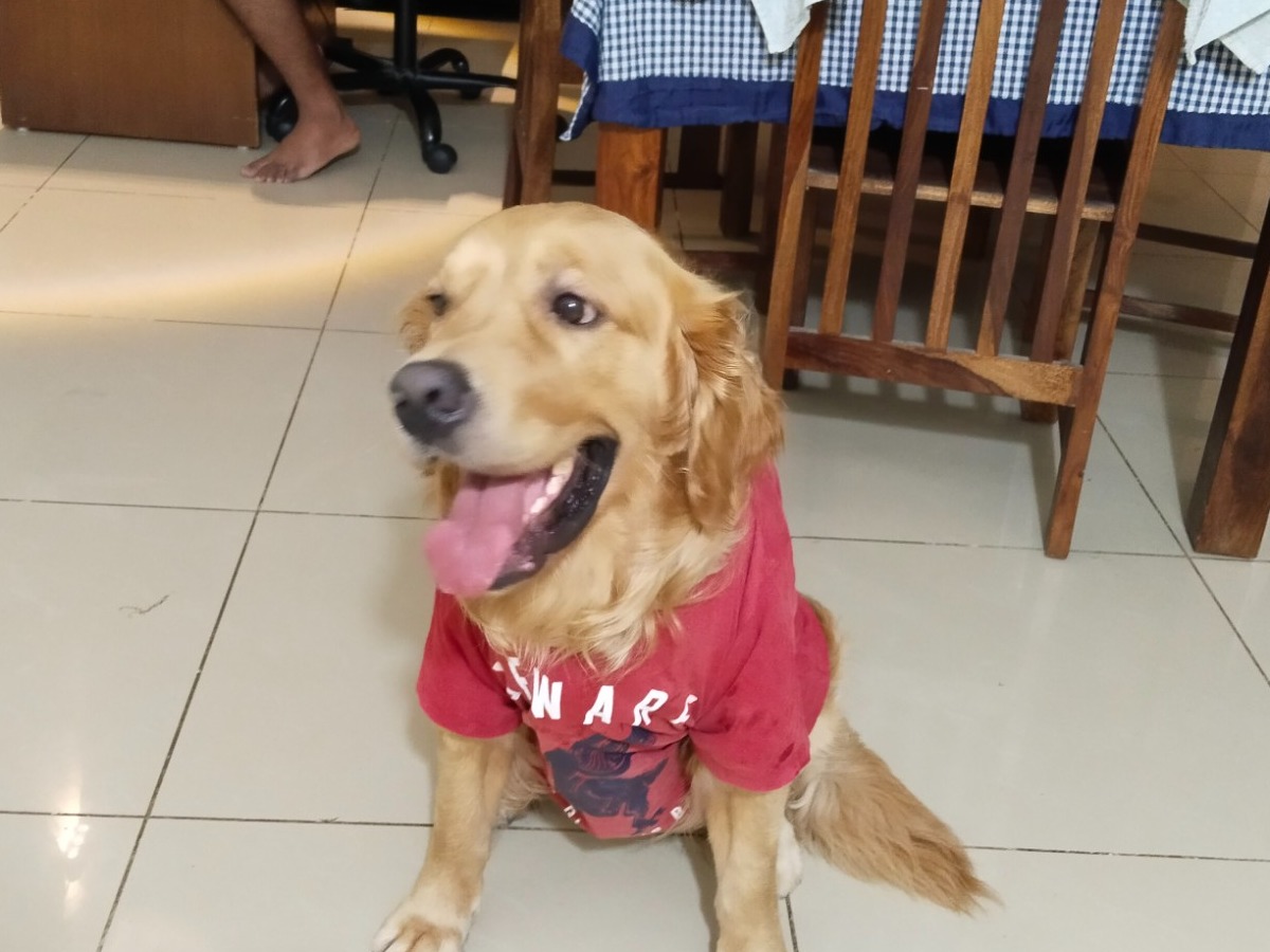 jimmy - Golden Retriever | Petmeetly