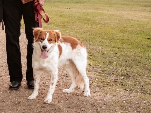 Astro - Border Aussie | Petmeetly