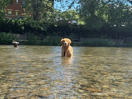 yoda - Golden Retriever | Petmeetly