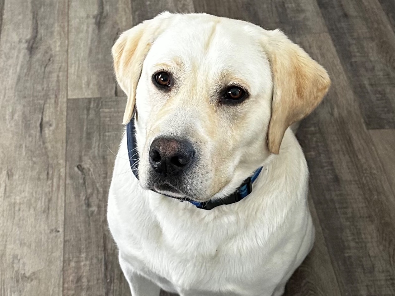 Duke - English Labrador Retriever | Petmeetly