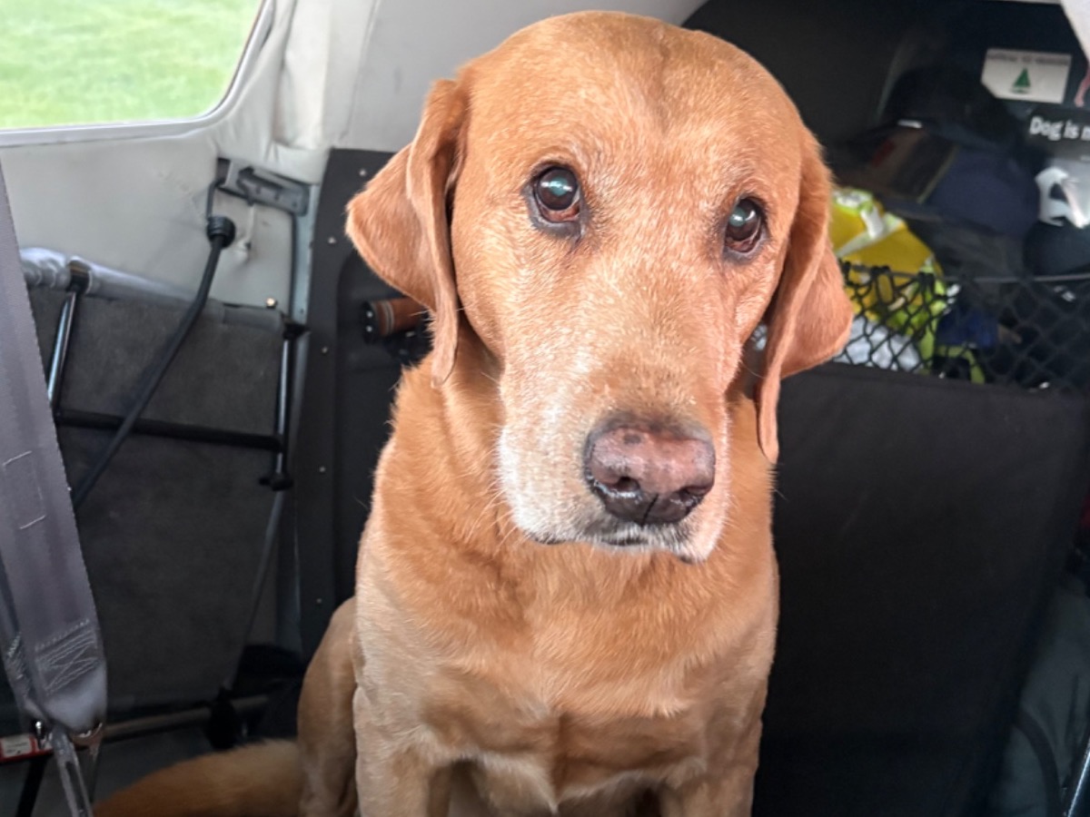 Buddy - Fox Red Labrador | Petmeetly