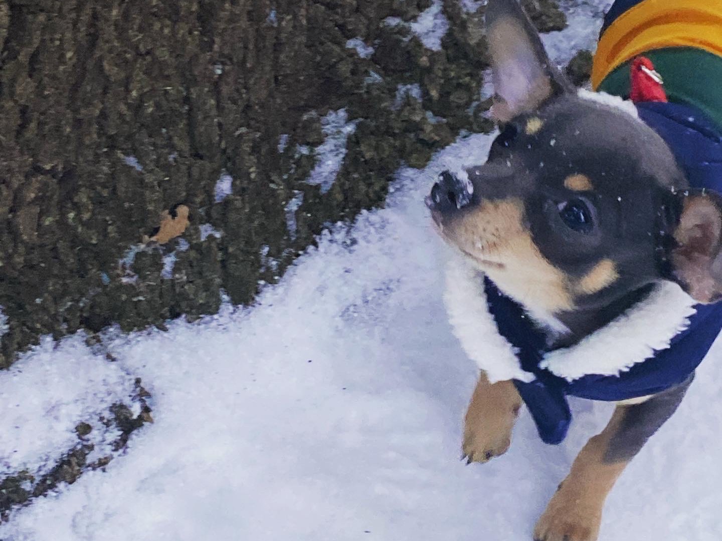 Chihuahua 4 years old male small named Spencer for breeding in Dallas, Texas | Petmeetly
