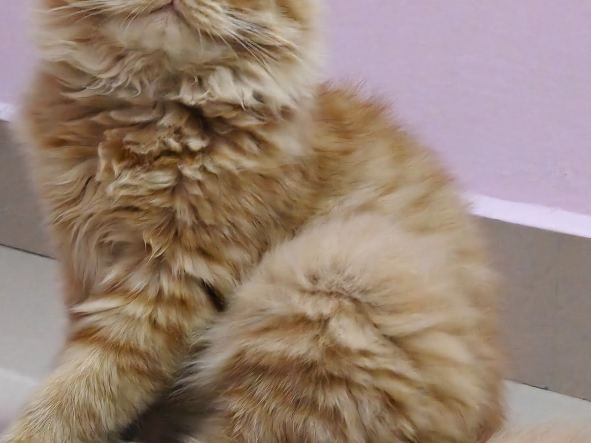 Chittu