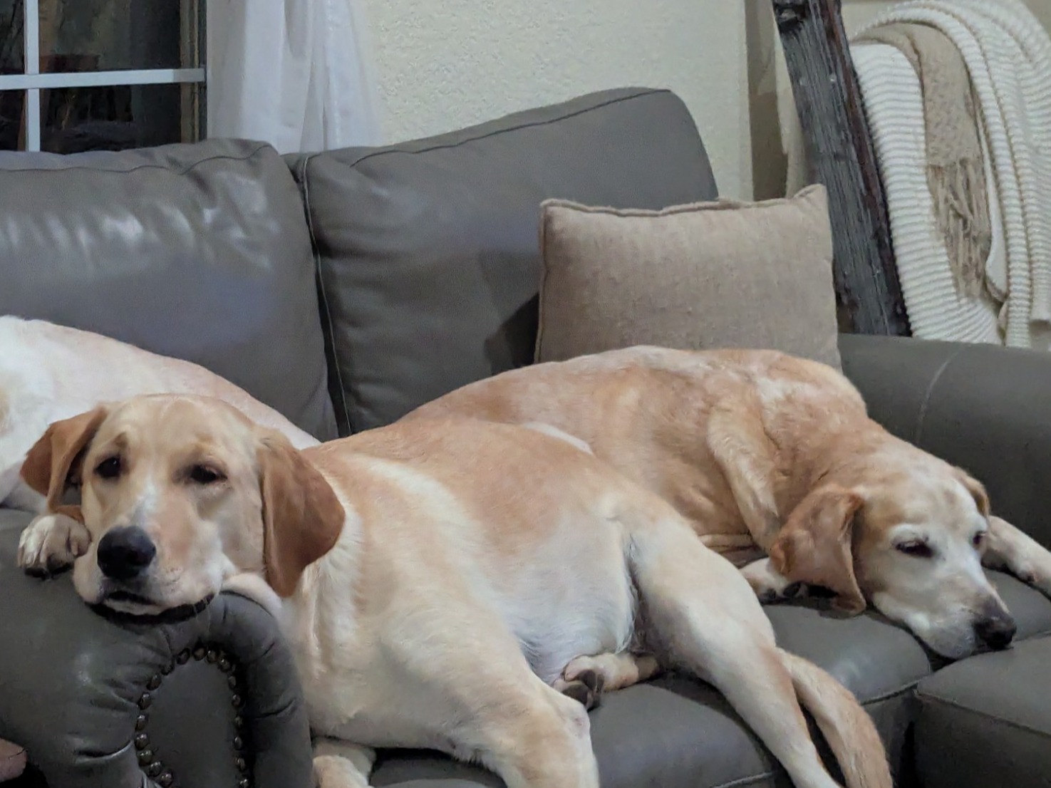 Basil - Labrador Retriever | Petmeetly