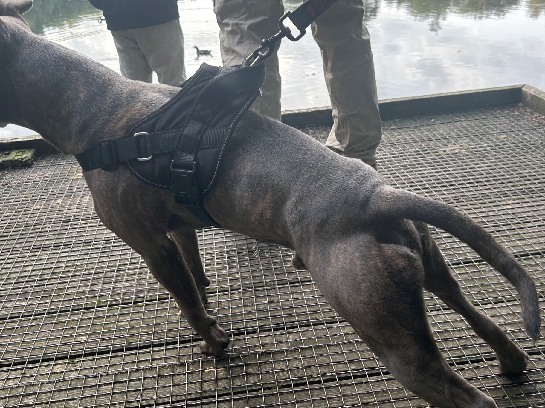 American Staffordshire Terrier 3 years old male medium named Vinny for breeding in Wrexham, Wales | Petmeetly