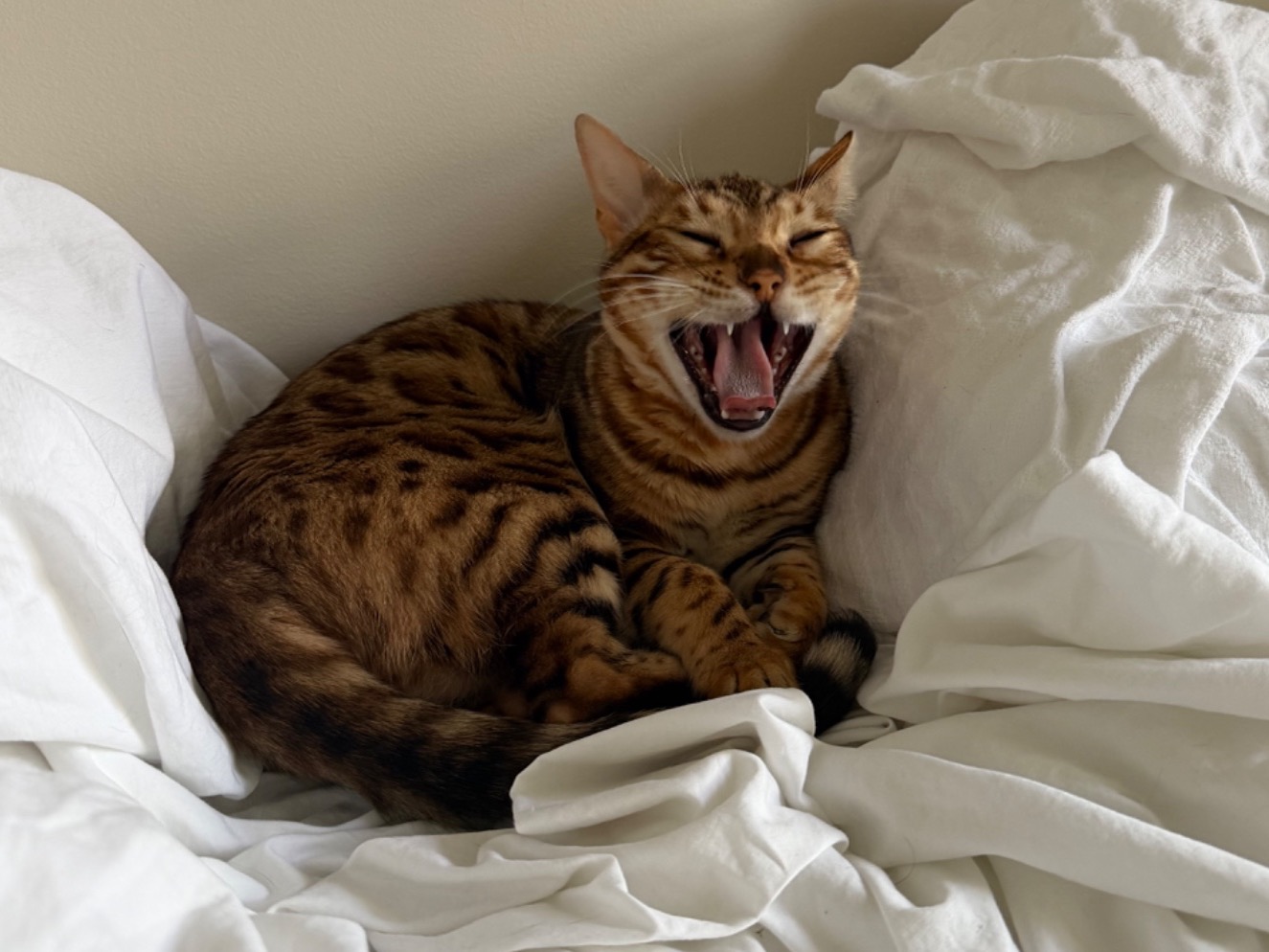 diba - Bengal | Petmeetly