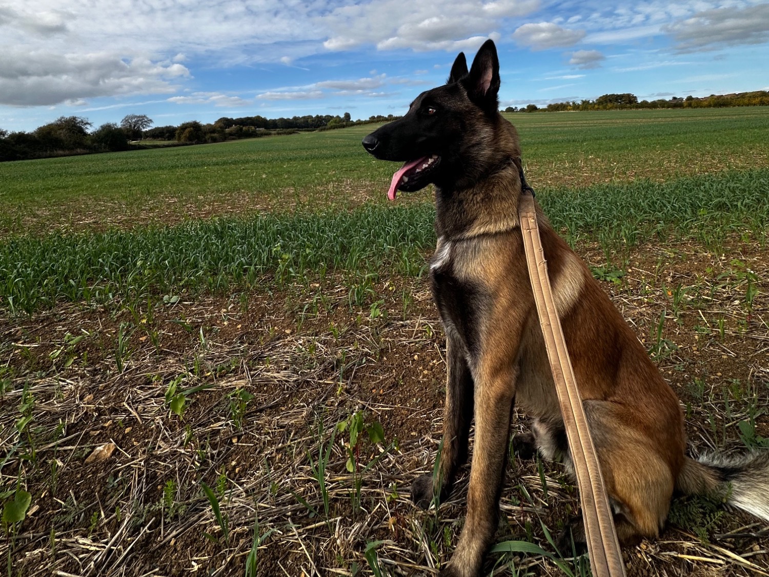 roman - Belgian Malinois | Petmeetly