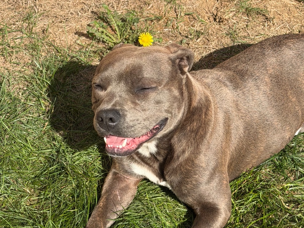 burno - Staffordshire Bull Terrier | Petmeetly