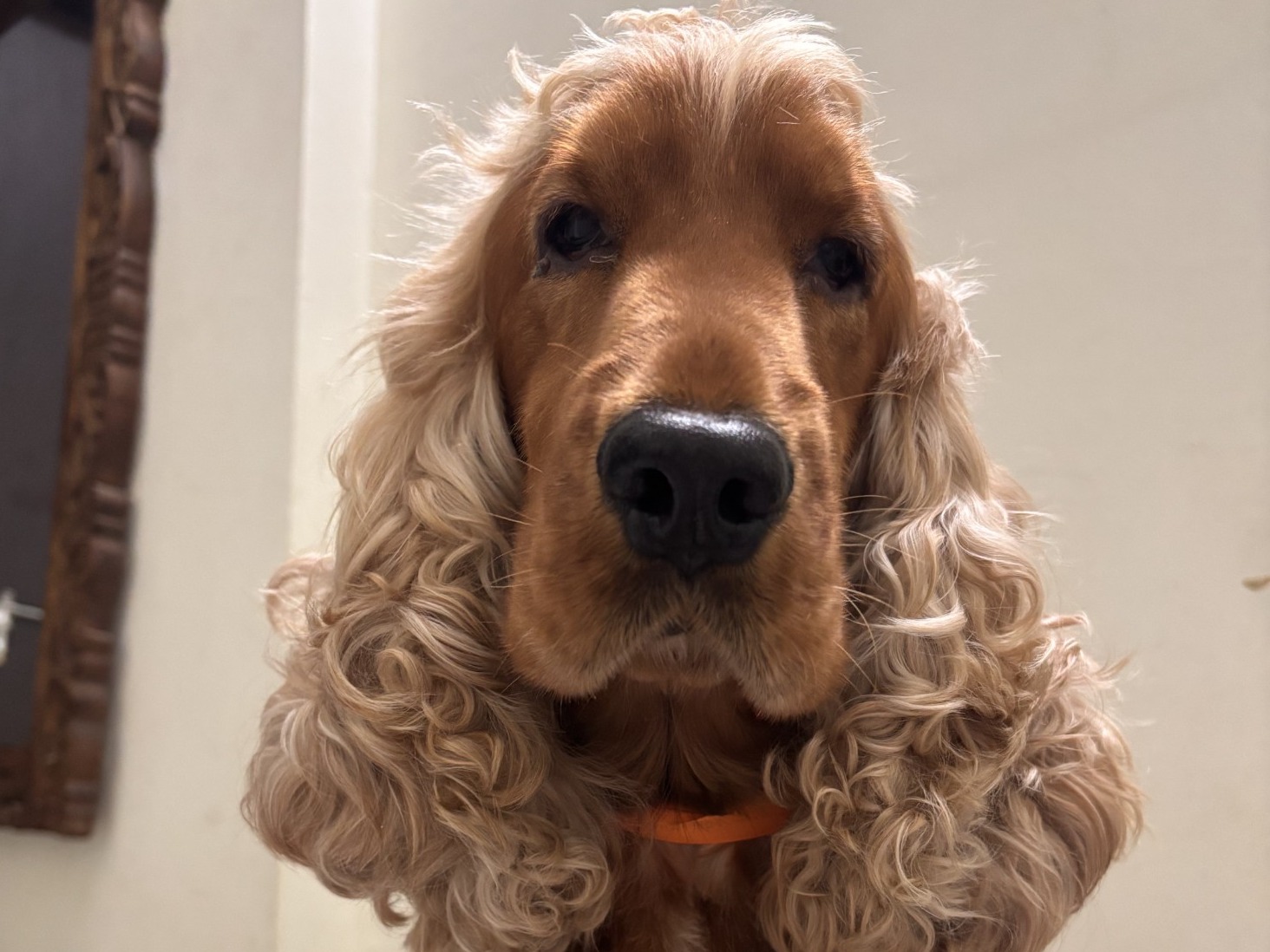 Coco - English Cocker Spaniel | Petmeetly