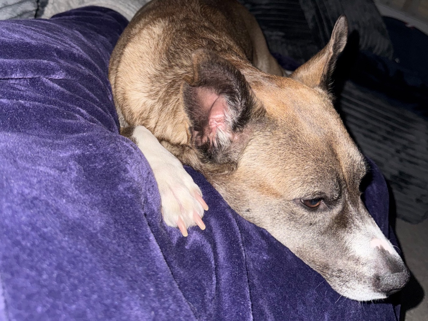 Rouge - American PitBull Terrier | Petmeetly