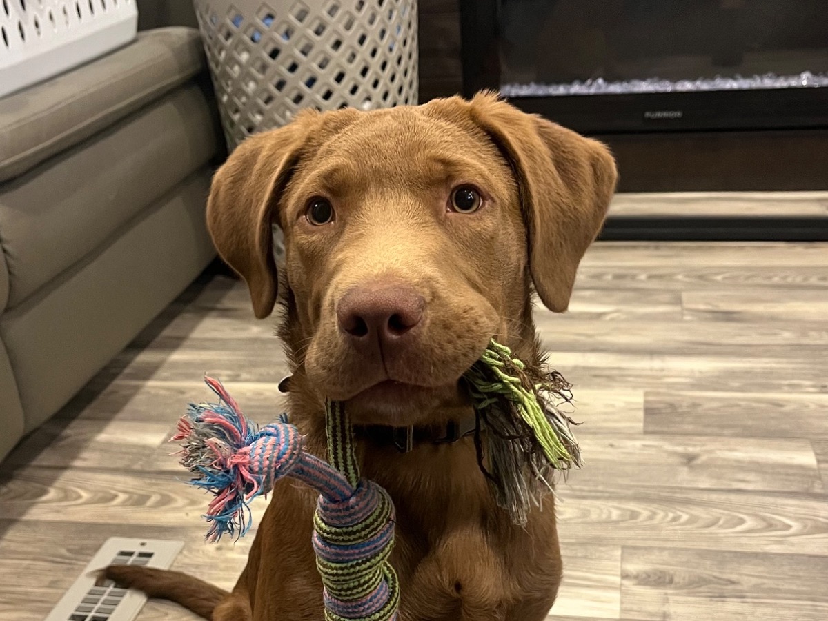 Miller - Labrador Retriever | Petmeetly
