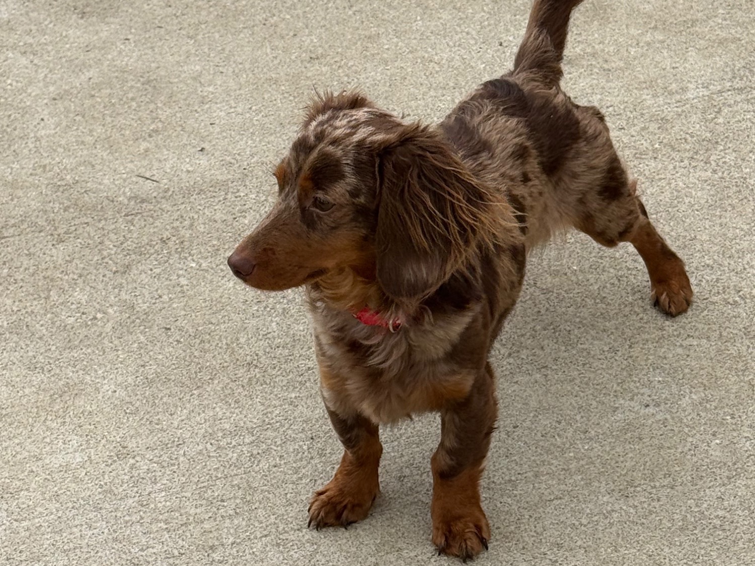 max - Dachshund | Petmeetly