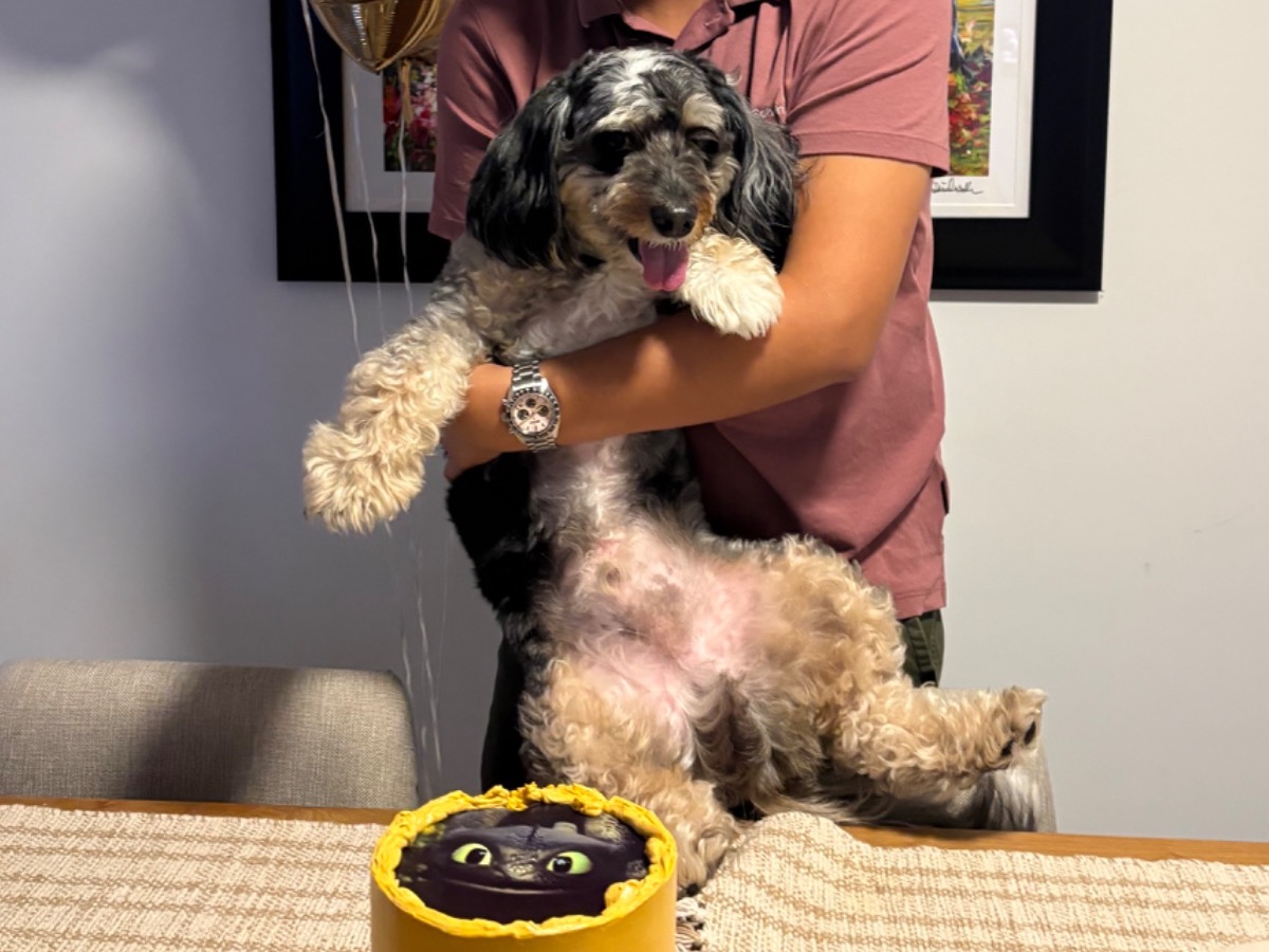 Legolas - Bernedoodle | Petmeetly
