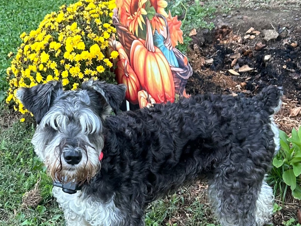 lewie - Standard Schnauzer | Petmeetly