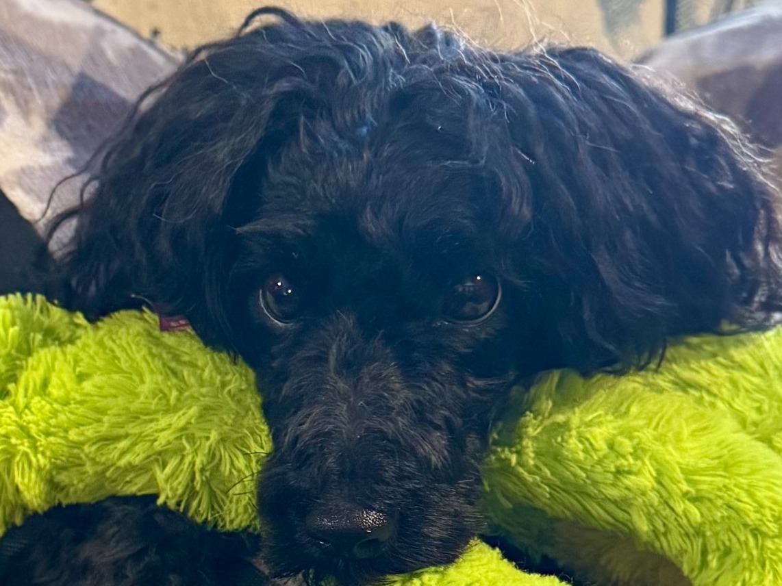 Belle - Miniature Poodle | Petmeetly