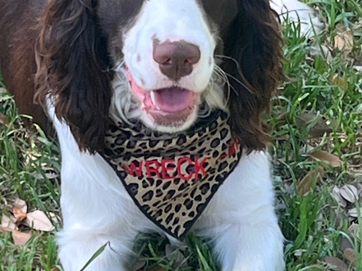 Maggie - English Springer Spaniel | Petmeetly
