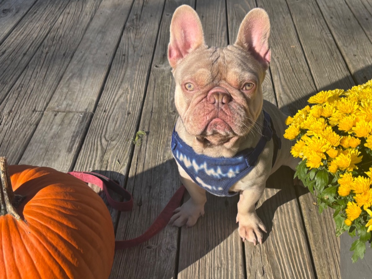 Rumplestiltskin - French Bulldog | Petmeetly