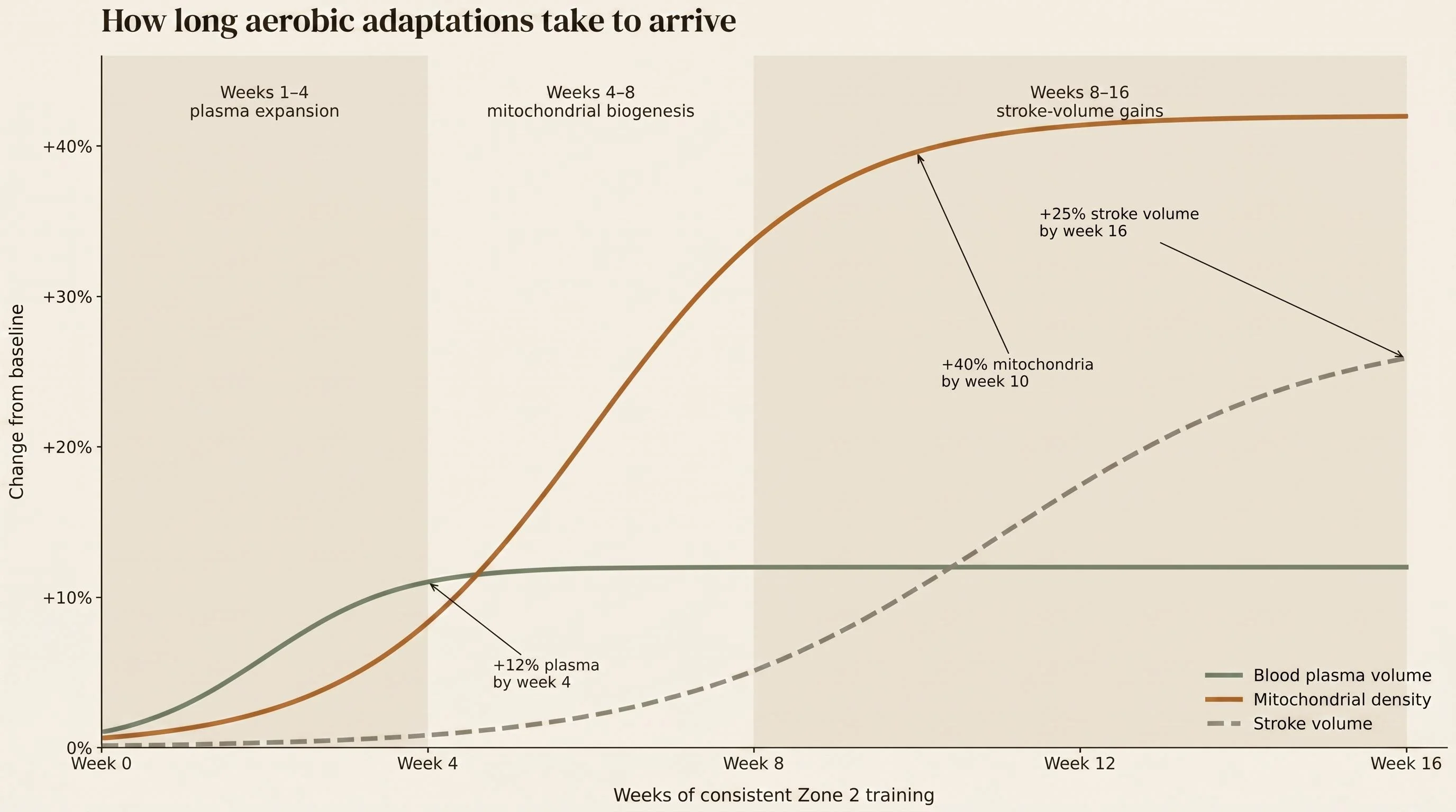 Illustrative time-course of three aerobic adaptations over 16 weeks of Zone 2 training: blood plasma volume plateaus near +12% by week 4, mitochondrial density climbs to +40% by week 10, and stroke volume is the slowest, reaching +25% by week 16.