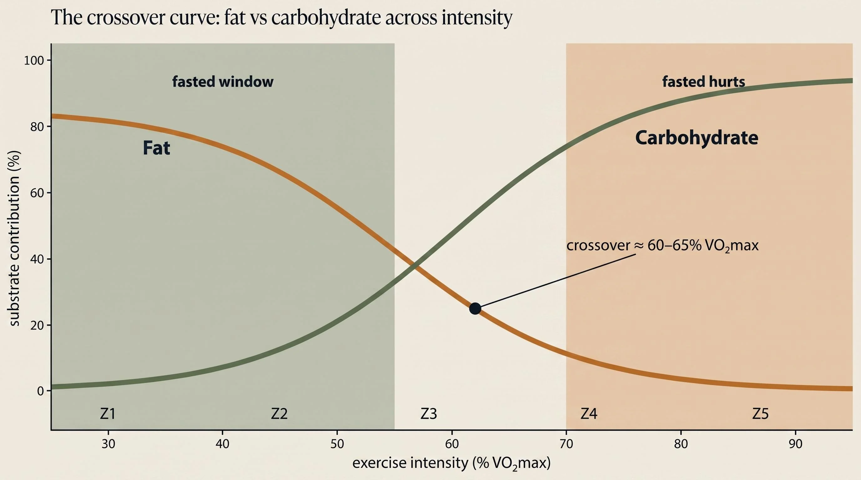 Fat oxidation declines and carbohydrate oxidation rises as exercise intensity increases; the two curves cross at roughly 60–65% VO2max. The sage-shaded Z1–Z2 'fasted window' sits well below the crossover; the ochre-shaded Z4–Z5 'fasted hurts' zone sits well above it.