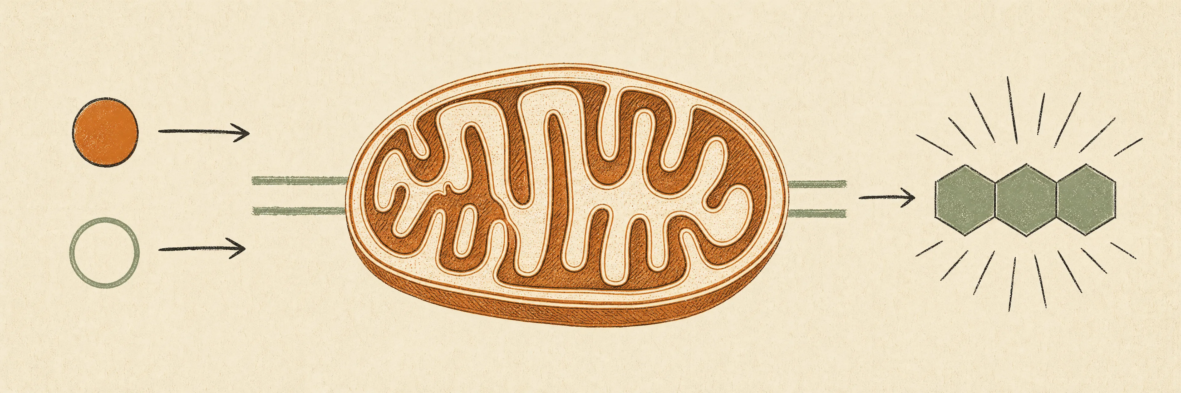 Stylised cutaway of a muscle fibre in warm ochre and sage tones, showing capillaries running alongside bundles of mitochondria, with fuel molecules entering and ATP leaving.