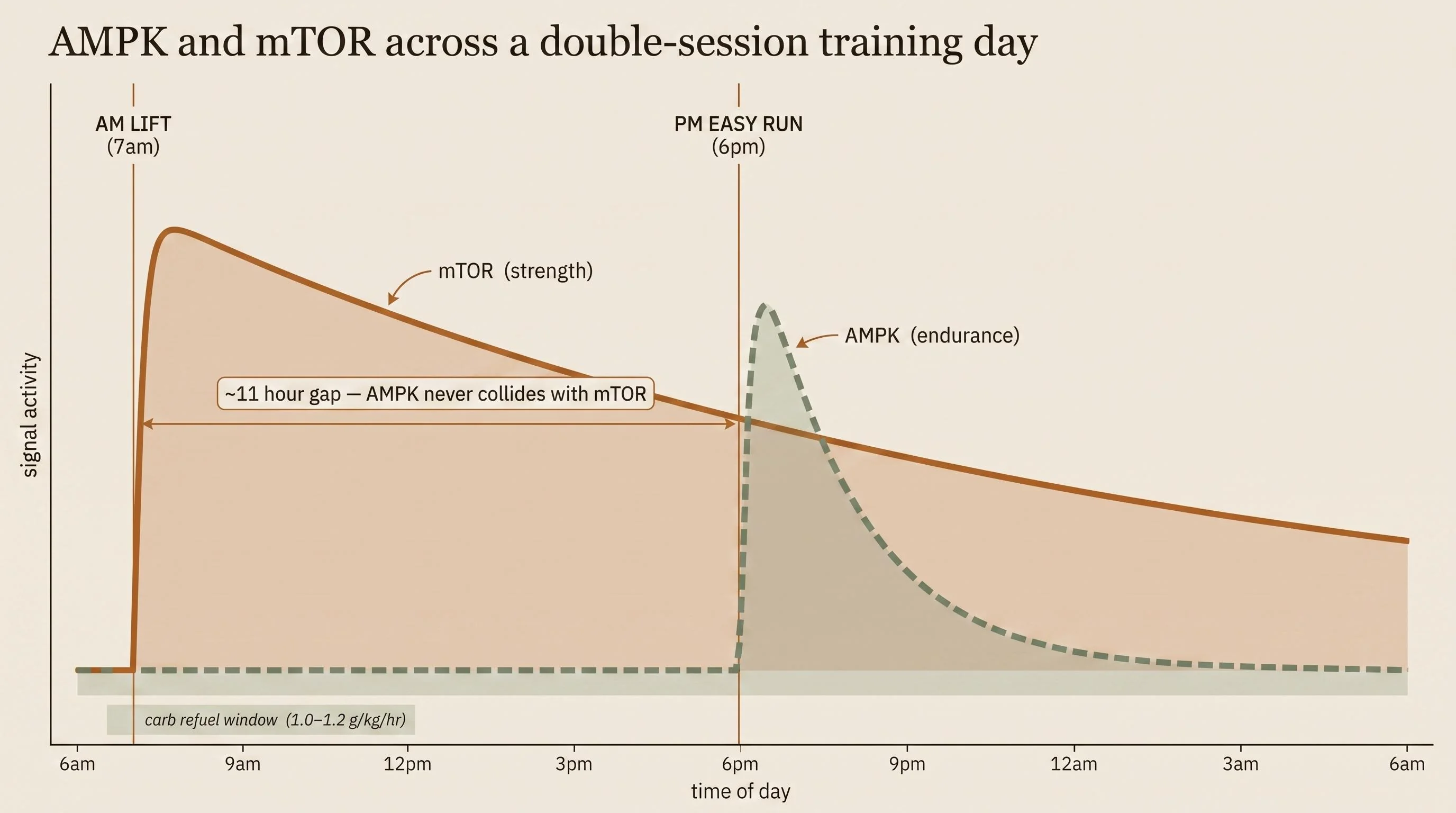Chart of a 24-hour training day from 6am to 6am. An AM lift at 7am drives a sharp spike in the mTOR strength-signalling curve that slowly decays over the next 24–36 hours. A PM easy run at 6pm drives a brief AMPK endurance-signal spike that decays inside about six hours. An arrow between the two sessions marks the ~11 hour gap — AMPK never collides with mTOR. A sage band along the bottom marks the carb refuel window at 1.0–1.2 g/kg/hr.