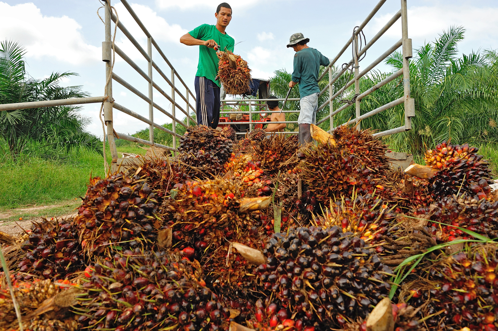 Harga CPO Cetak Rekor, Yuk Kepoin Kinerja Reksadana Beraset Saham LSIP & SGRO