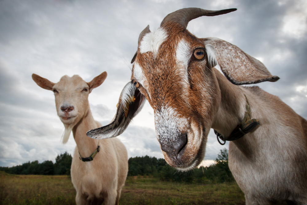 Lebaran Haji 2022 Ditetapkan 10 Juli, Ini Cara Siapkan Modal Beli Kambing Kurban