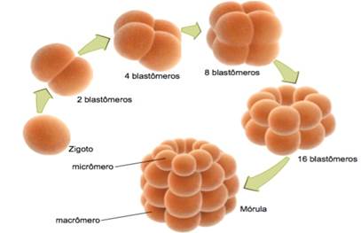 Diagrama

Descrição gerada automaticamente