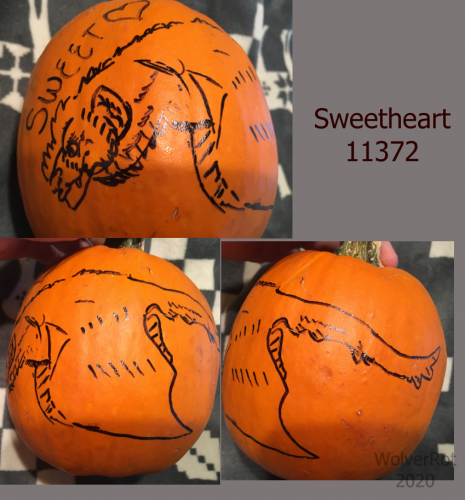 Sweetheart On A Pumpkin
