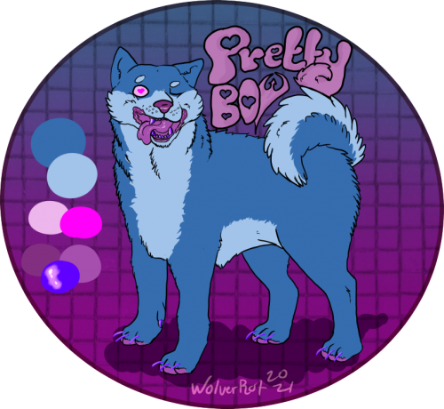 Pretty Boy The Shiba Inu