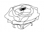 Rose [sketch]