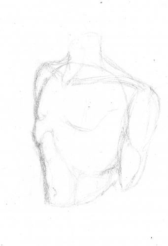 male torso study