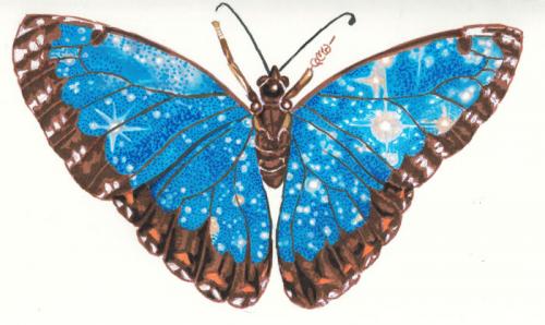 Starry Morpho