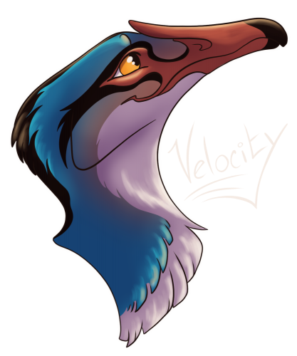 Velocity