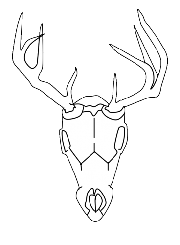 Deer Skull