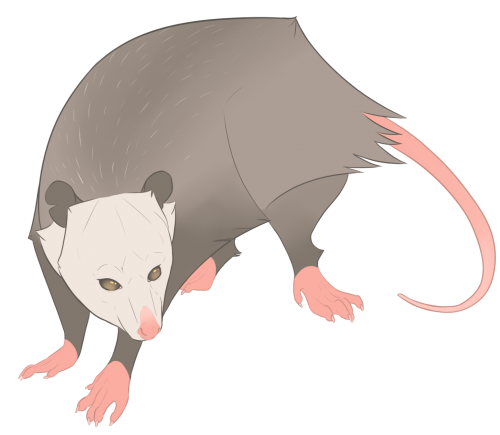 Penelope Opossum